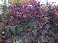 Purple Passion Vine / Gynura aurantiaca cv. 